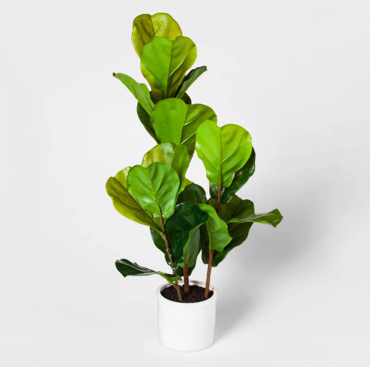 Fiddle Leaf Fig Plant in Pot Green/White - Threshold — view 1